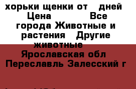 хорьки щенки от 35дней › Цена ­ 4 000 - Все города Животные и растения » Другие животные   . Ярославская обл.,Переславль-Залесский г.